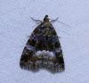 284012 – Photo : Cyril FORCHELET – France (33)
